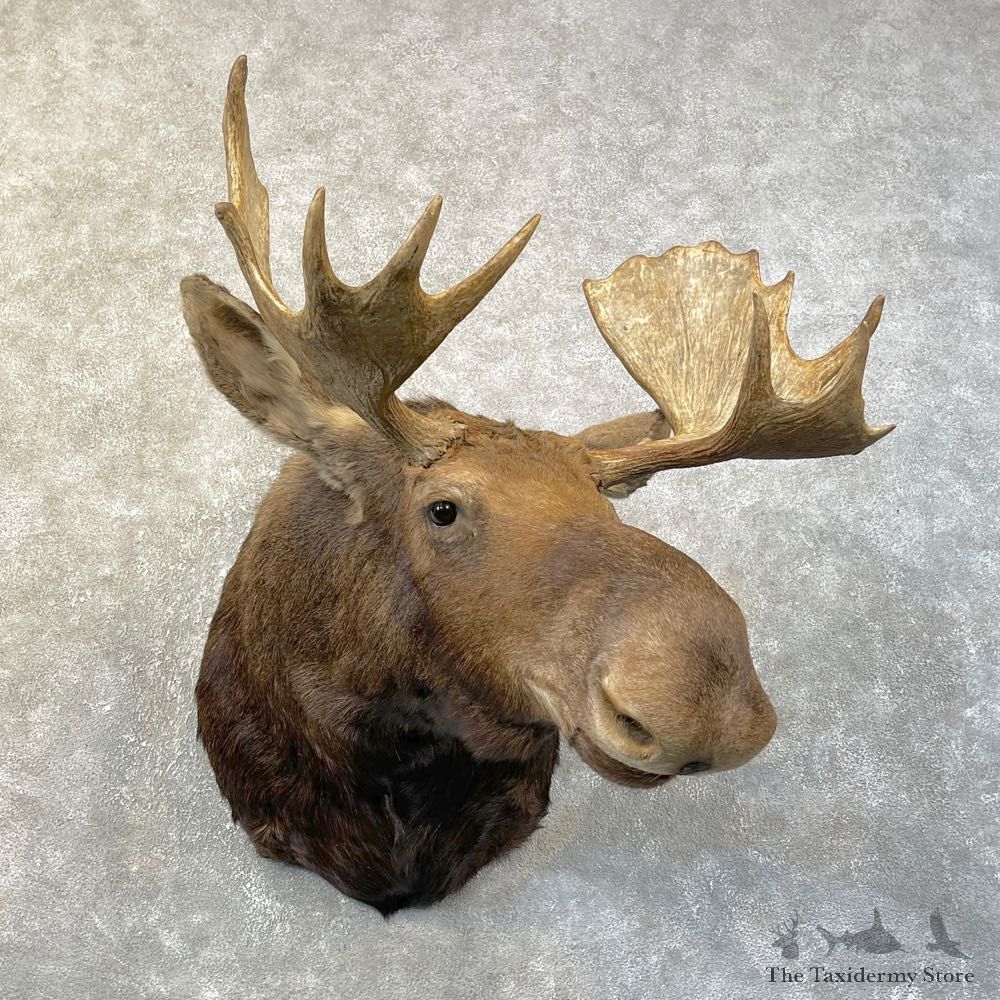 Maine Moose Shoulder Mount For Sale #25145 @ The Taxidermy Store