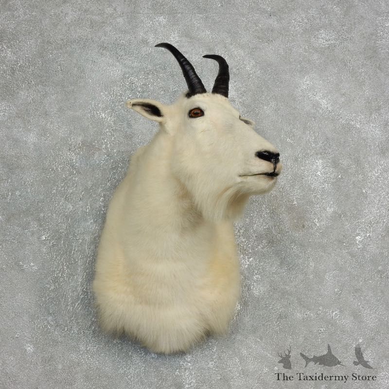 Mountain Goat Shoulder Mount For Sale #17769 @ The Taxidermy Store