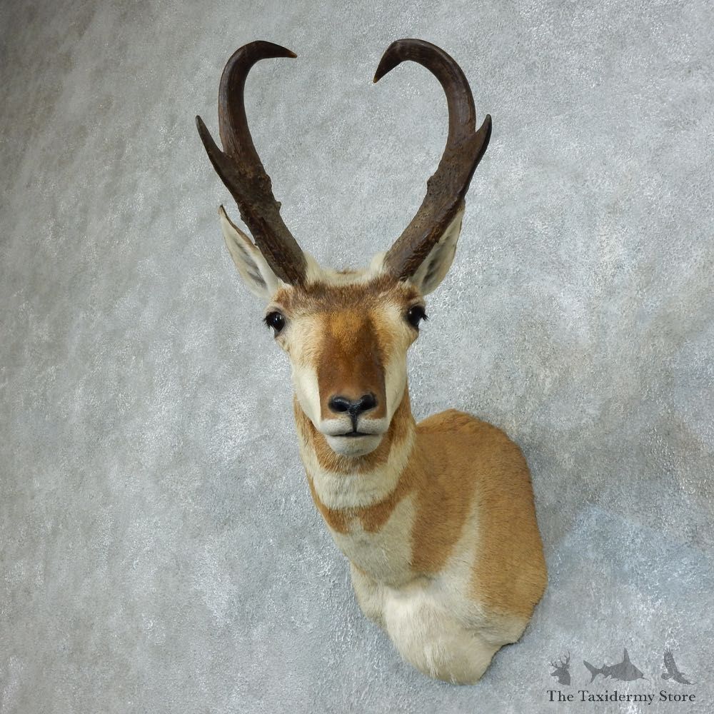 Pronghorn Antelope Shoulder Mount For Sale #18507 @ The Taxidermy Store