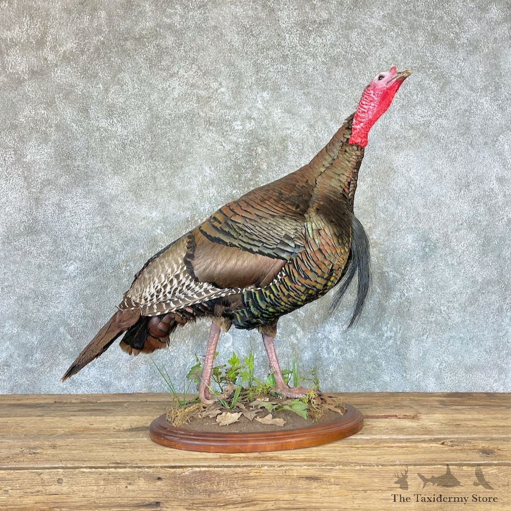 Eastern Turkey Bird Mount For Sale #26617 @ The Taxidermy Store