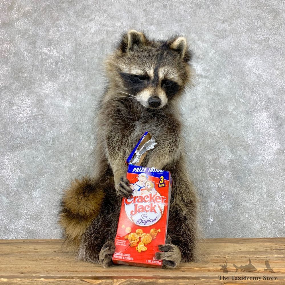 “Cracker Jack" Raccoon Mount For Sale #23060 @ The Taxidermy Store