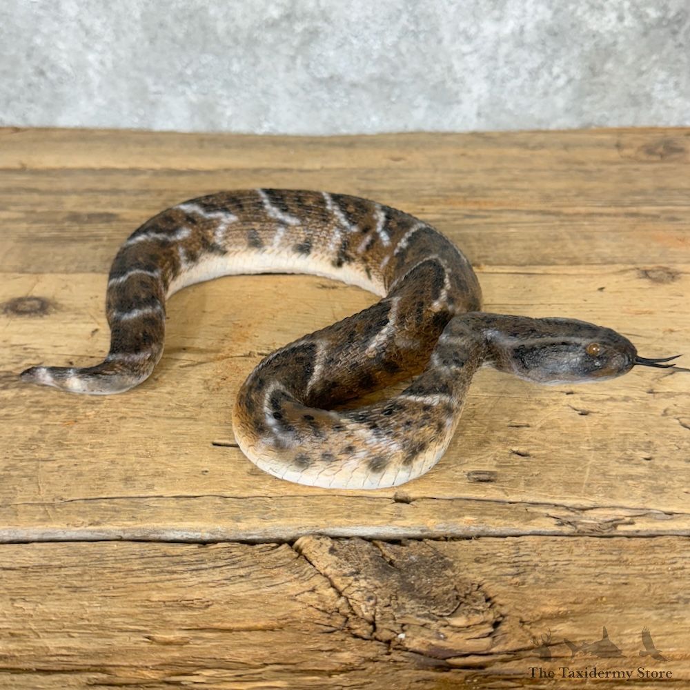 Puff Adder Snake Mount For Sale #29507 @ The Taxidermy Store