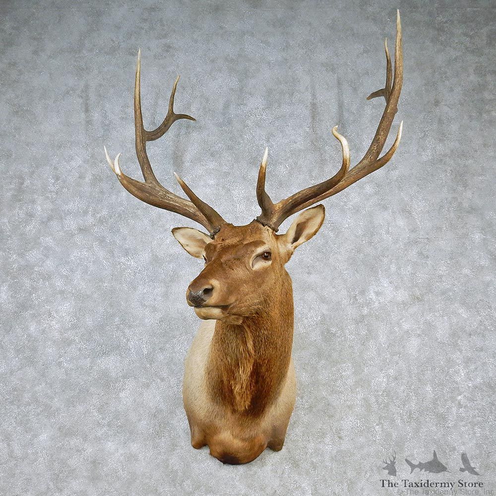 Rocky Mountain Elk Shoulder Taxidermy Head Mount #12607 For Sale @ The Taxidermy Store