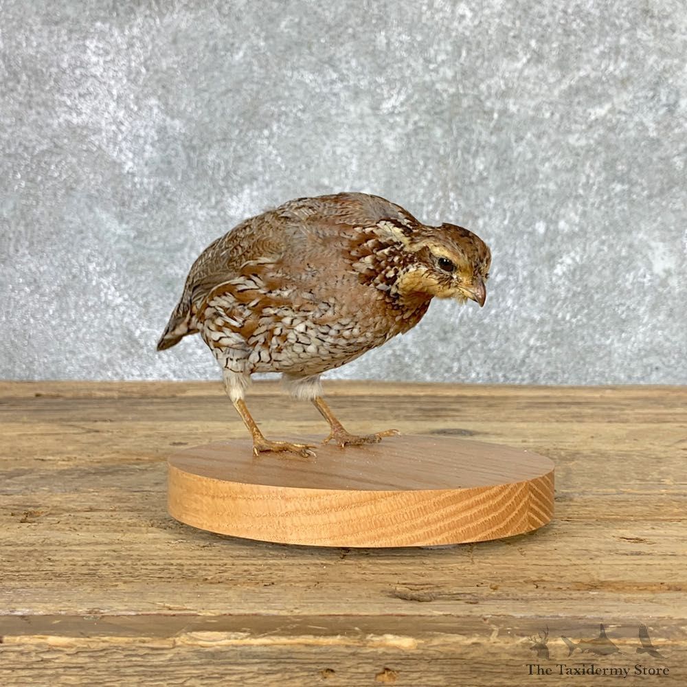 Bobwhite Quail Bird Mount For Sale #22933 @ The Taxidermy Store