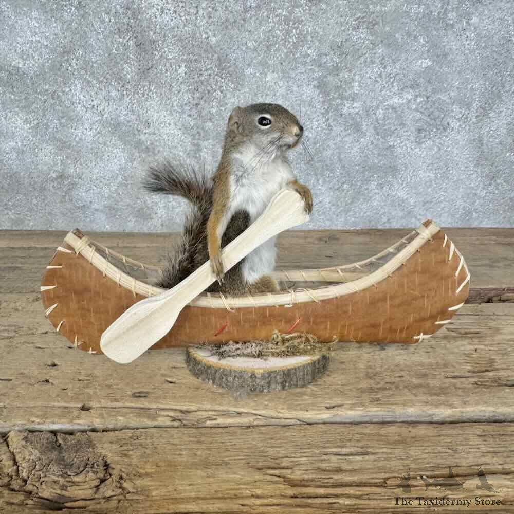 Canoeing Red Squirrel Novelty Mount For Sale #31586 @ The Taxidermy Store