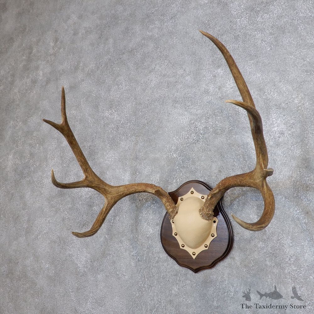 Mule Deer Antler Plaque Mount For Sale #18708 @ The Taxidermy Store