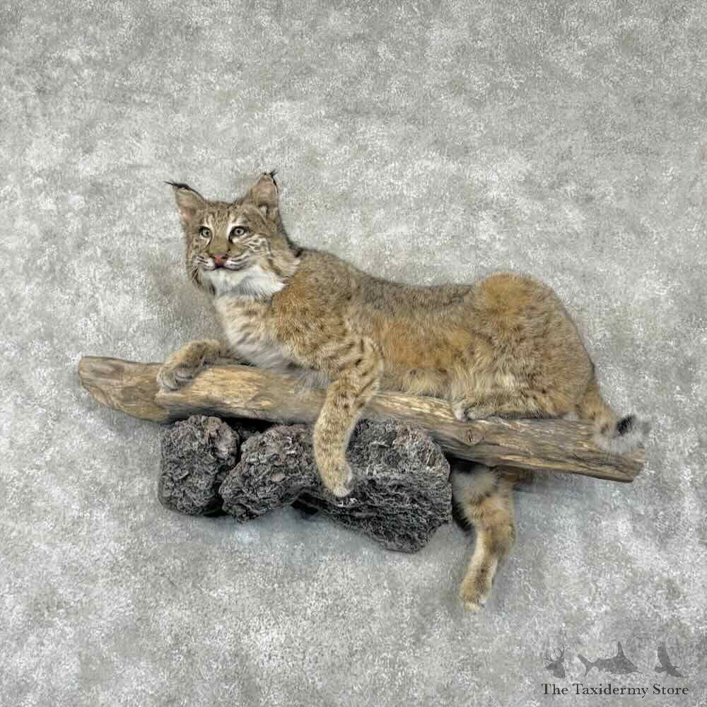 Bobcat Life-Size Mount For Sale #30850 @ The Taxidermy Store