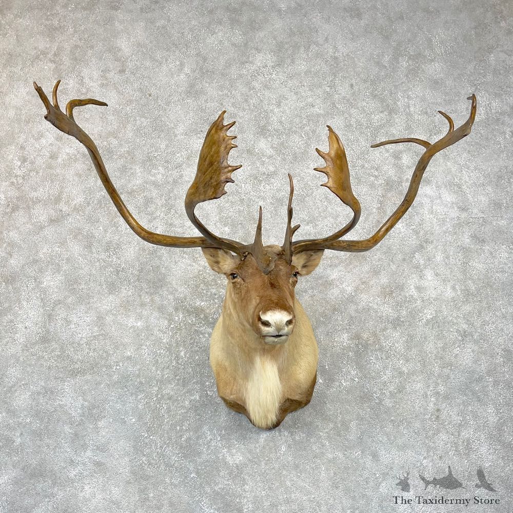 Quebec-Labrador Caribou Shoulder Mount For Sale #24921 @ The Taxidermy Store