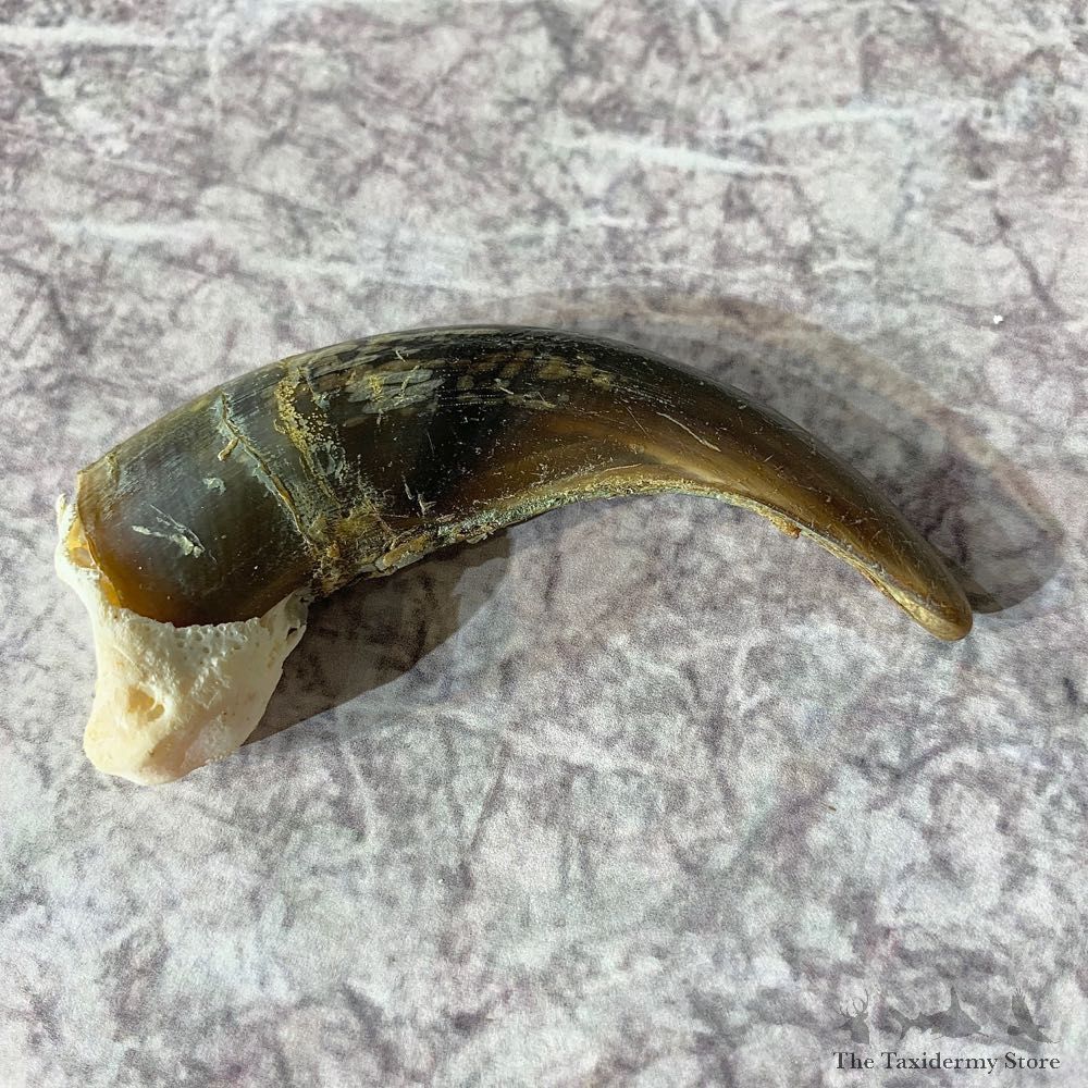 Grizzly Bear Claw For Sale #21901 - The Taxidermy Store