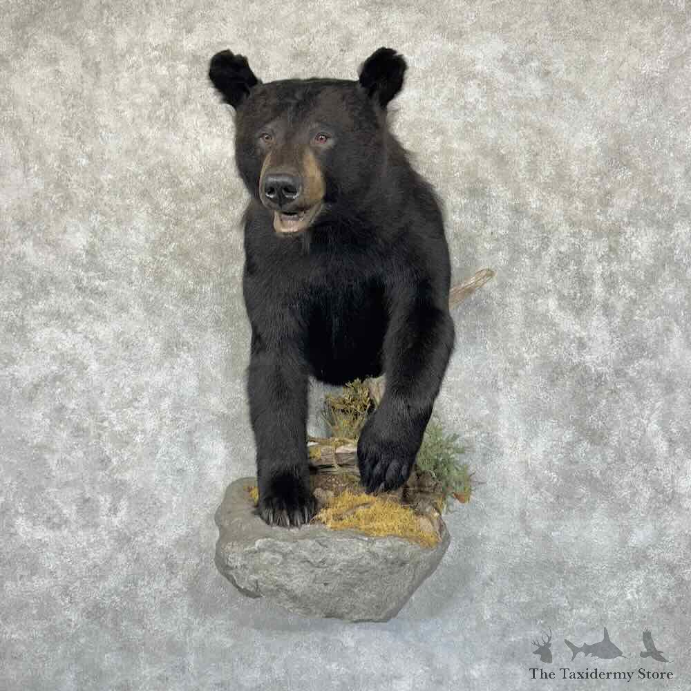 Black Bear Half-Life-Size Mount For Sale #30900 @ The Taxidermy Store