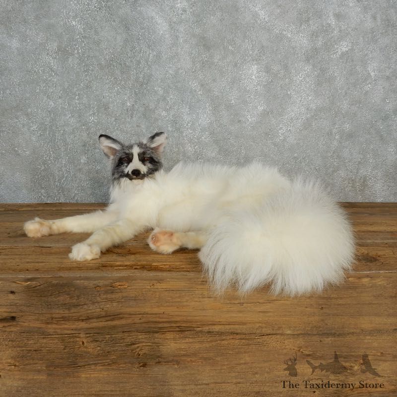 Marbled Fox Life-Size Mount For Sale #17828 @ The Taxidermy Store