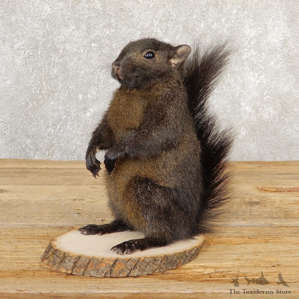 Black Squirrel Life-Size Mount For Sale #20815 @ The Taxidermy Store