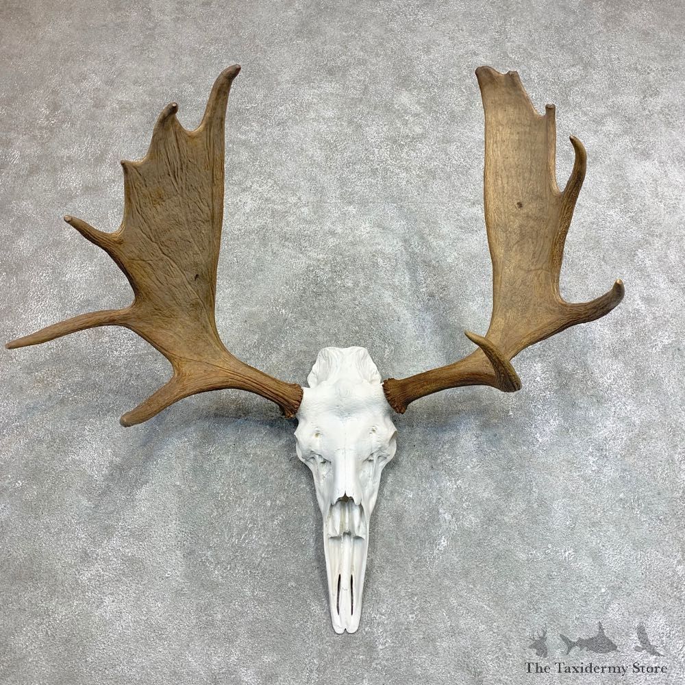 Moose Skull European Mount For Sale #21952 @ The Taxidermy Store