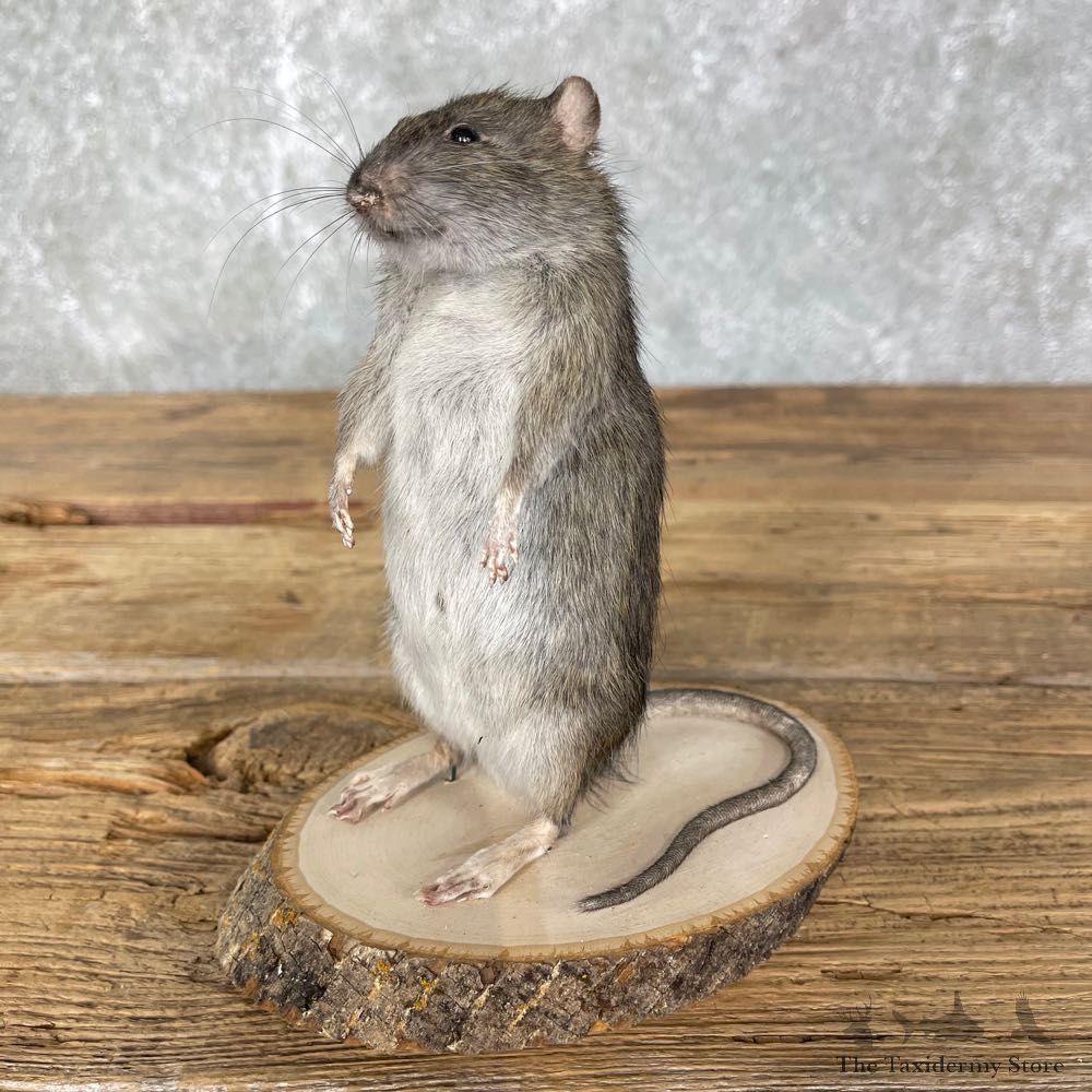 Rat Life-Size Mount For Sale #24455 @ The Taxidermy Store