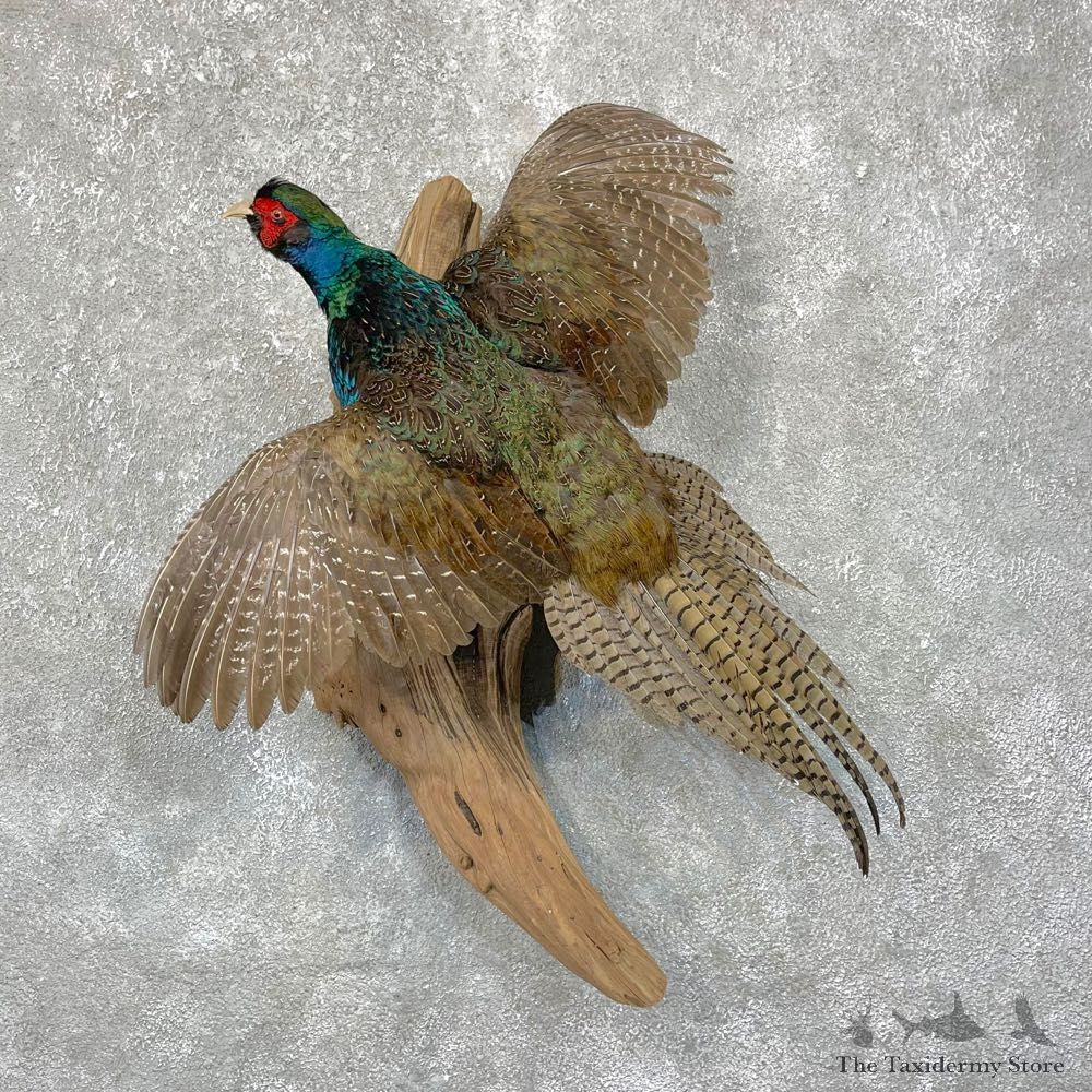 Green Pheasant Taxidermy Mount #24293 For Sale @ The Taxidermy Store