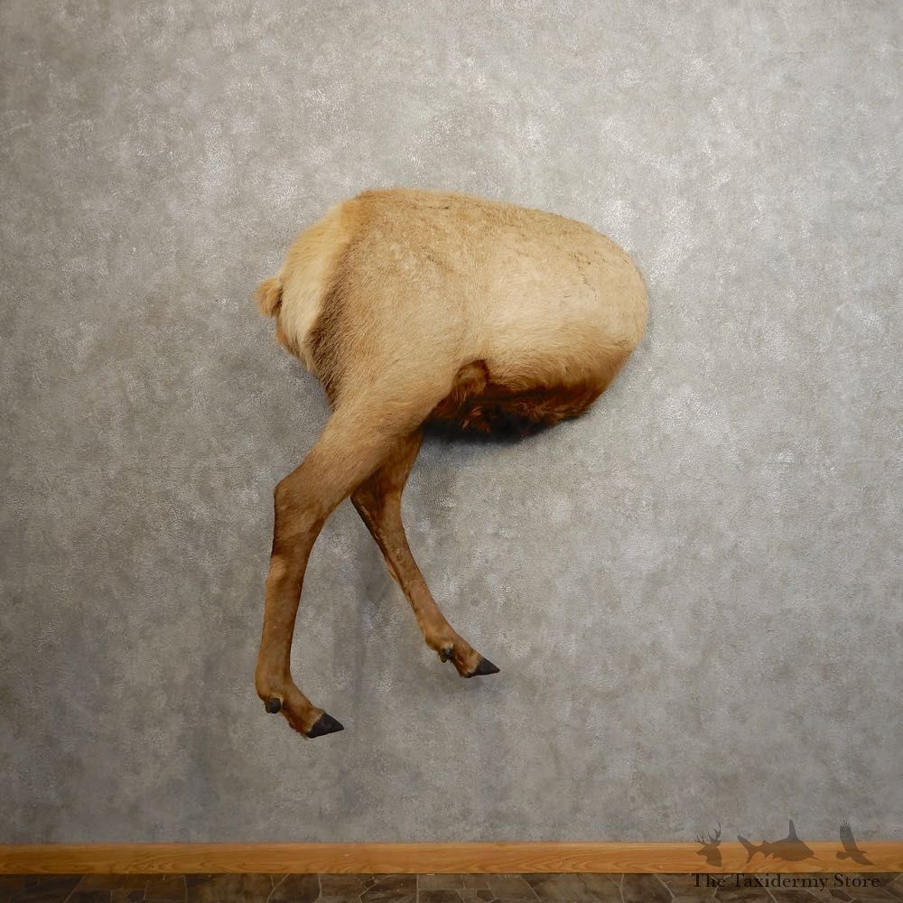 Novelty Elk Butt Mount For Sale #20507 @ The Taxidermy Store