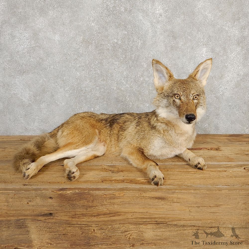Coyote Life-Size Mount For Sale #20230 @ The Taxidermy Store