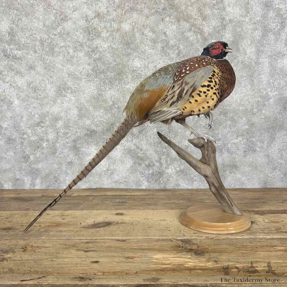 Ringneck Pheasant Bird Mount For Sale #31971 @ The Taxidermy Store