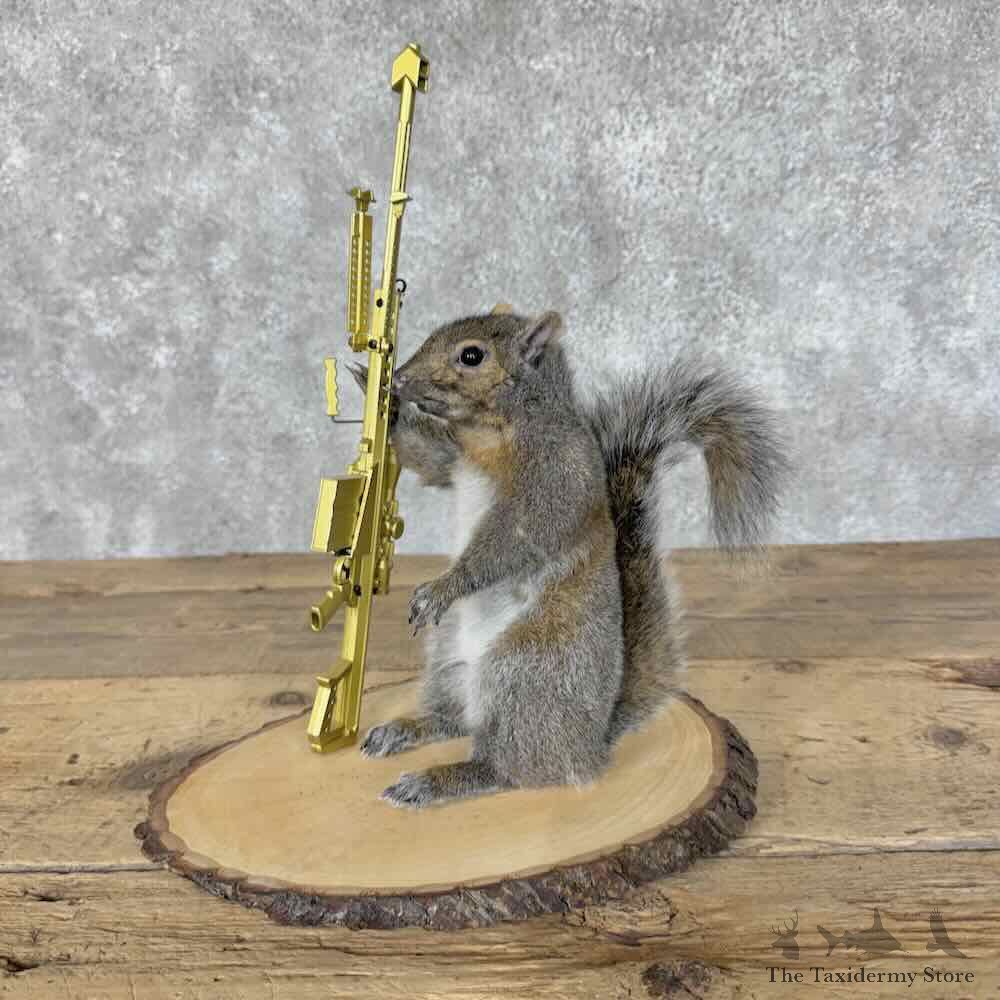 Novelty Grey Squirrel Mount For Sale #31480 @ The Taxidermy Store
