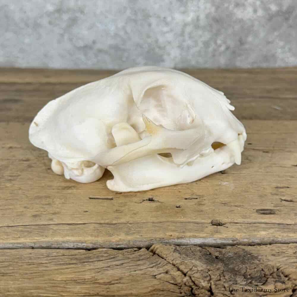 Bobcat Full Skull For Sale #32142 @ The Taxidermy Store