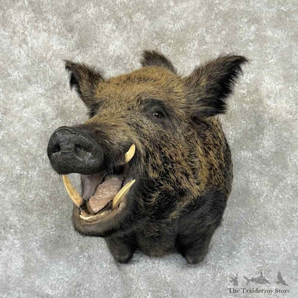 Wild Boar Shoulder Mount For Sale #30856 @ The Taxidermy Store