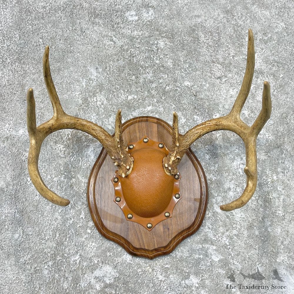 Whitetail Deer Antler Plaque Mount For Sale #26848 @ The Taxidermy Store