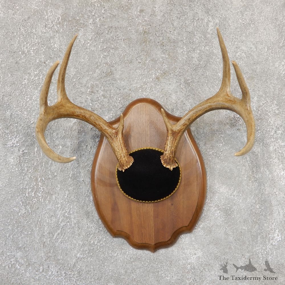 Whitetail Deer Antler Plaque Mount For Sale #19022 @ The Taxidermy Store