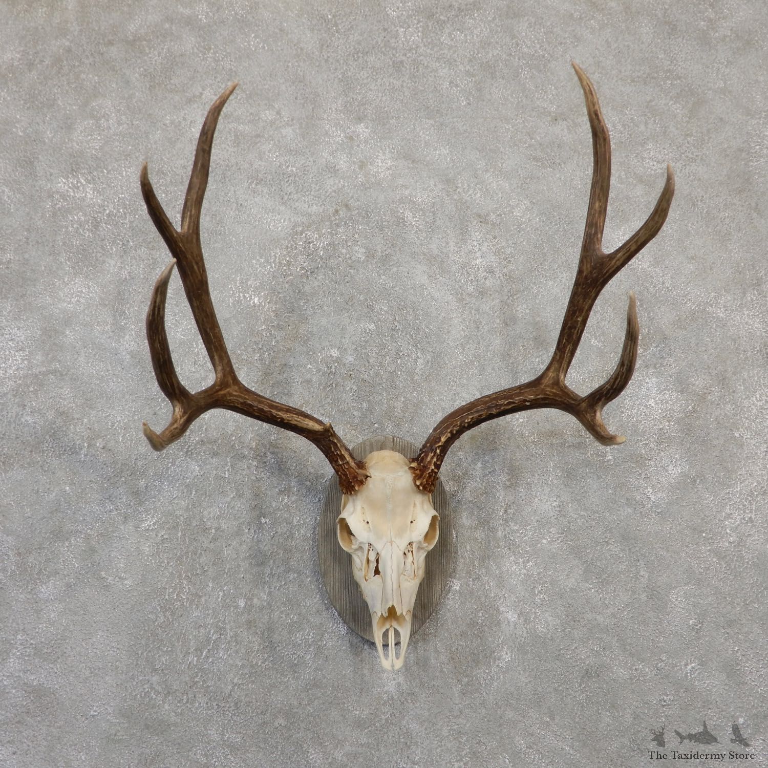 Mule Deer Skull European Mount For Sale #20063 @ The Taxidermy Store