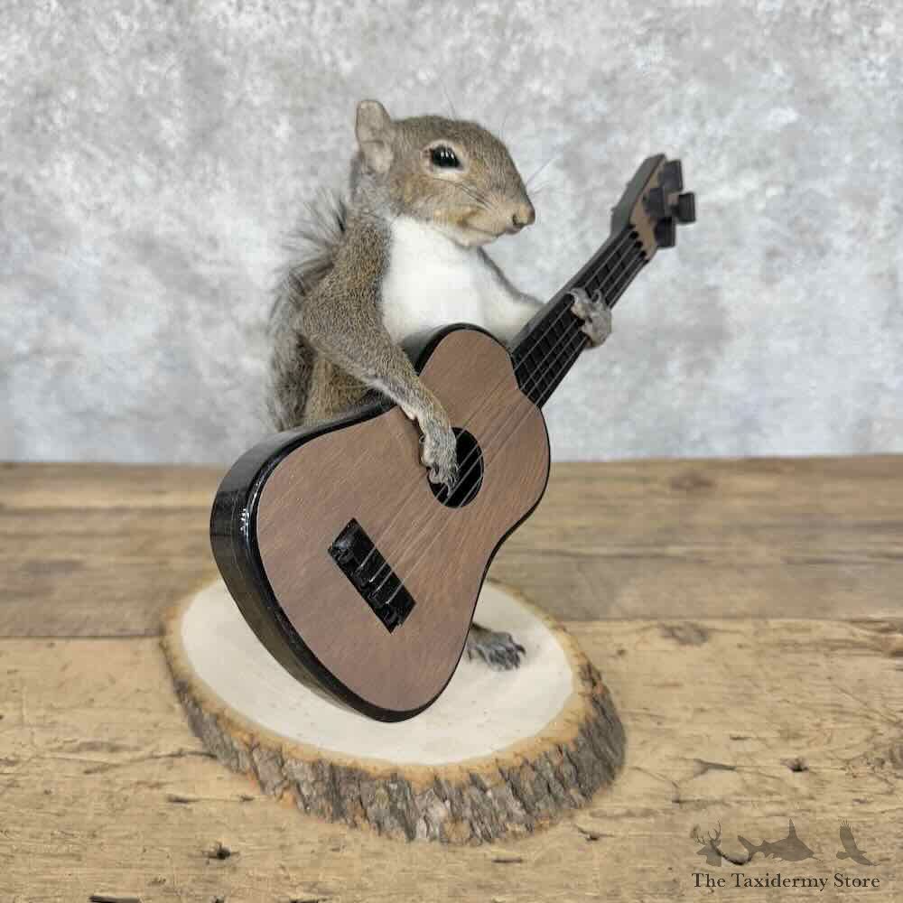 Grey Squirrel Novelty Mount For Sale #30599 @ The Taxidermy Store