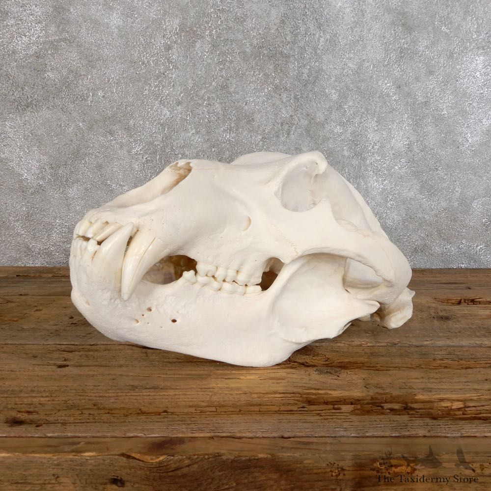 Brown Bear Life-Size Mount For Sale #18549 @ The Taxidermy Store