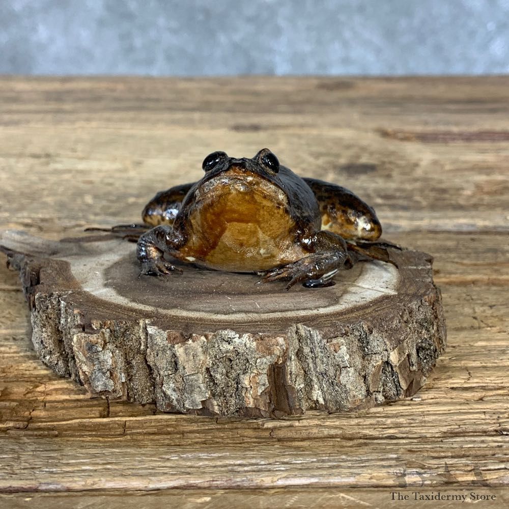 Bullfrog Taxidermy Mount For Sale #21380 @ The Taxidermy Store
