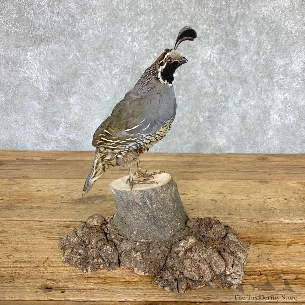California Quail Bird Mount For Sale #21764 @ The Taxidermy Store