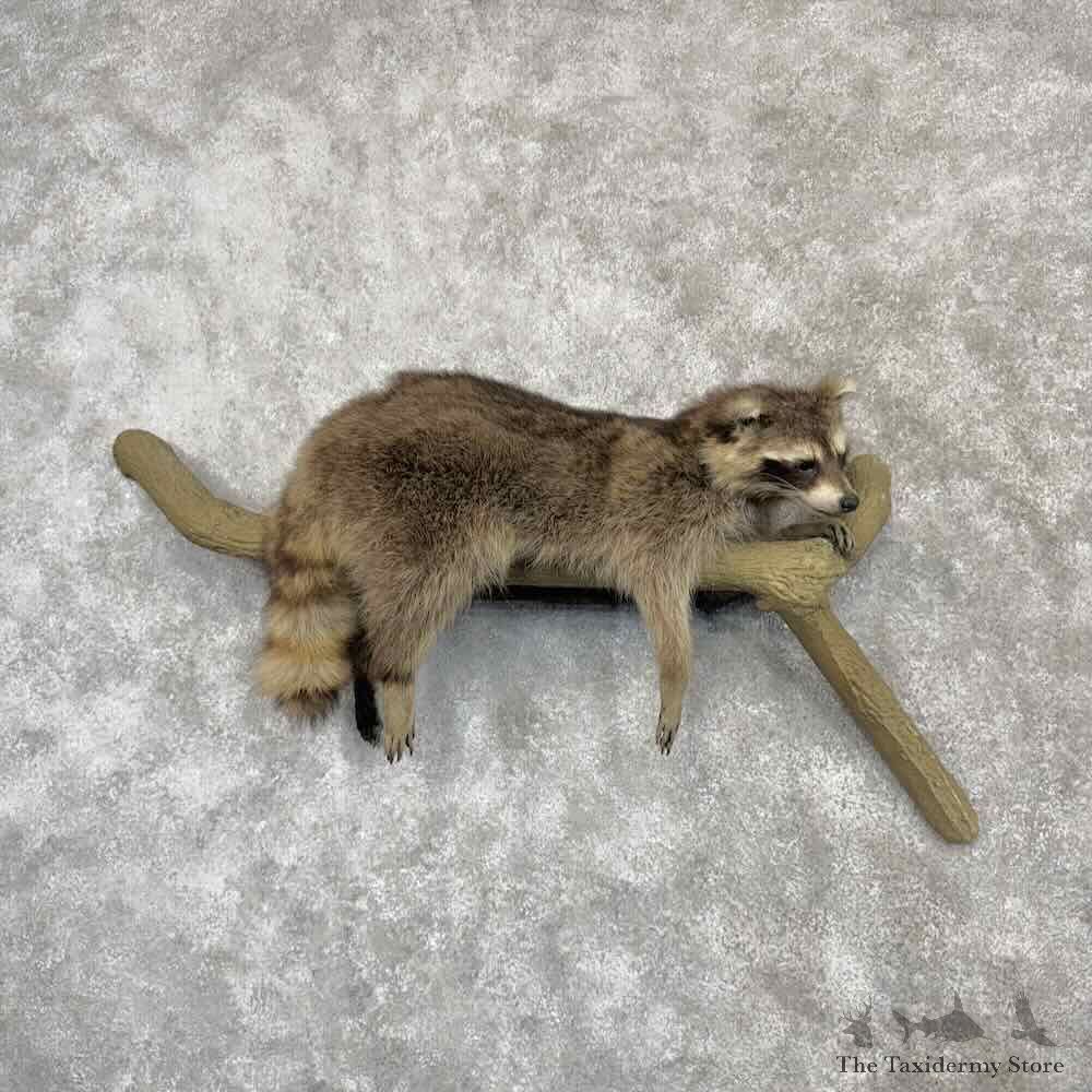 Raccoon Life-Size Mount For Sale #30385 @ The Taxidermy Store