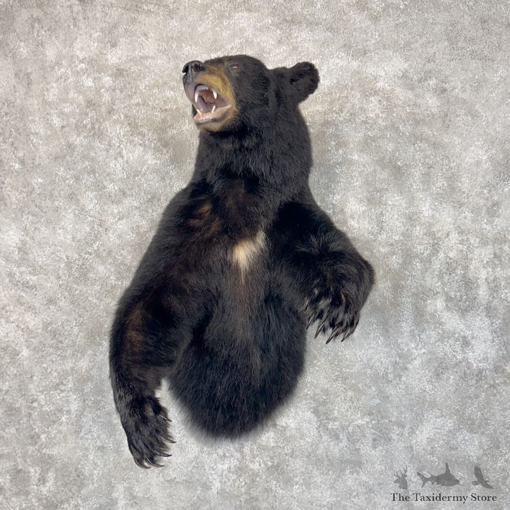 Black Bear Half-Life-Size Mount For Sale #30092 @ The Taxidermy Store