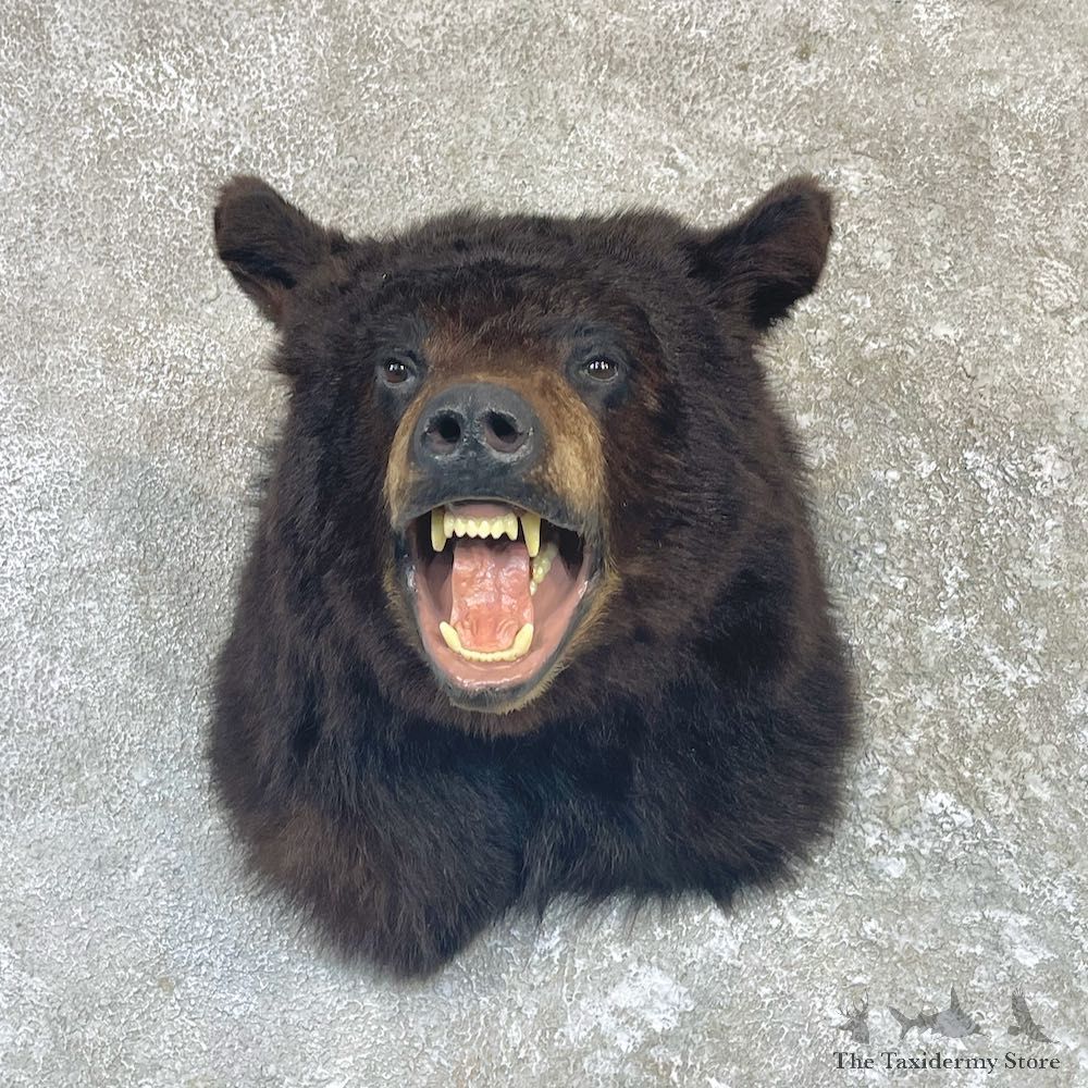 Black Bear Shoulder Mount For Sale #26487 @ The Taxidermy Store