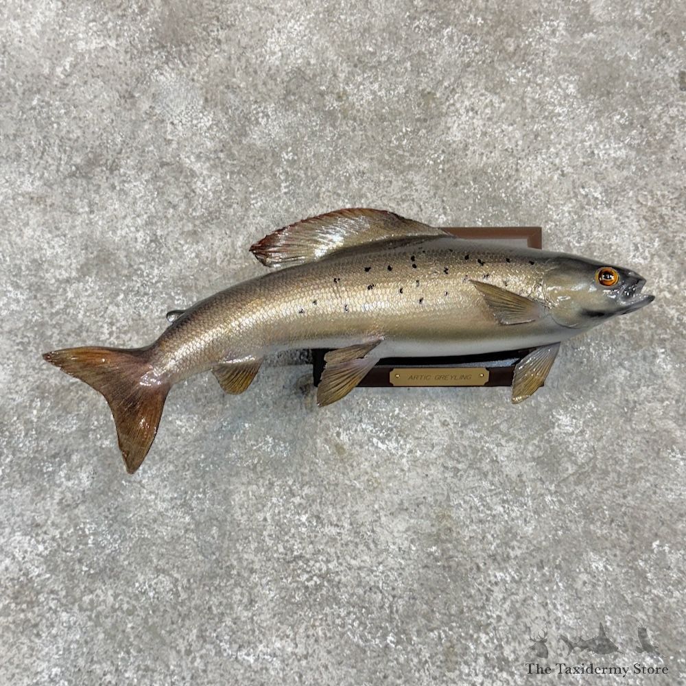 Arctic Grayling Fish Mount For Sale #30007 @ The Taxidermy Store