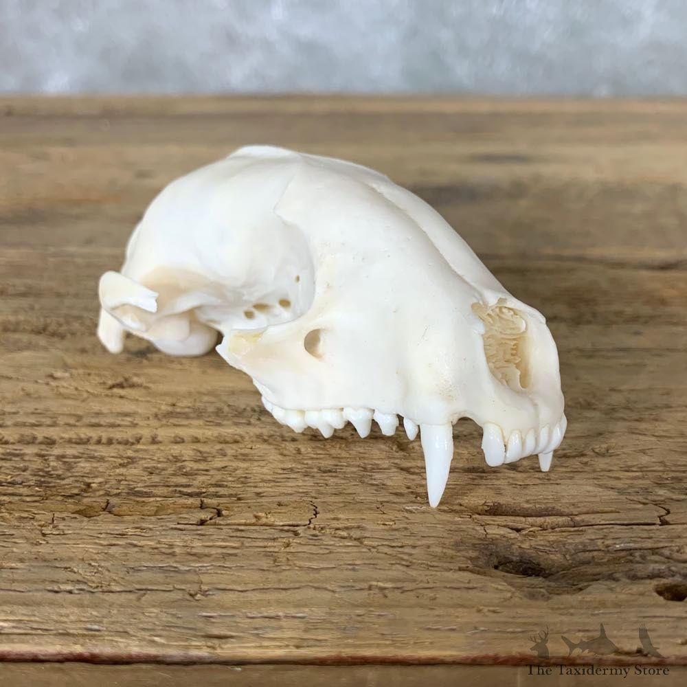 River Otter Skull Mount For Sale #22256 @ The Taxidermy Store