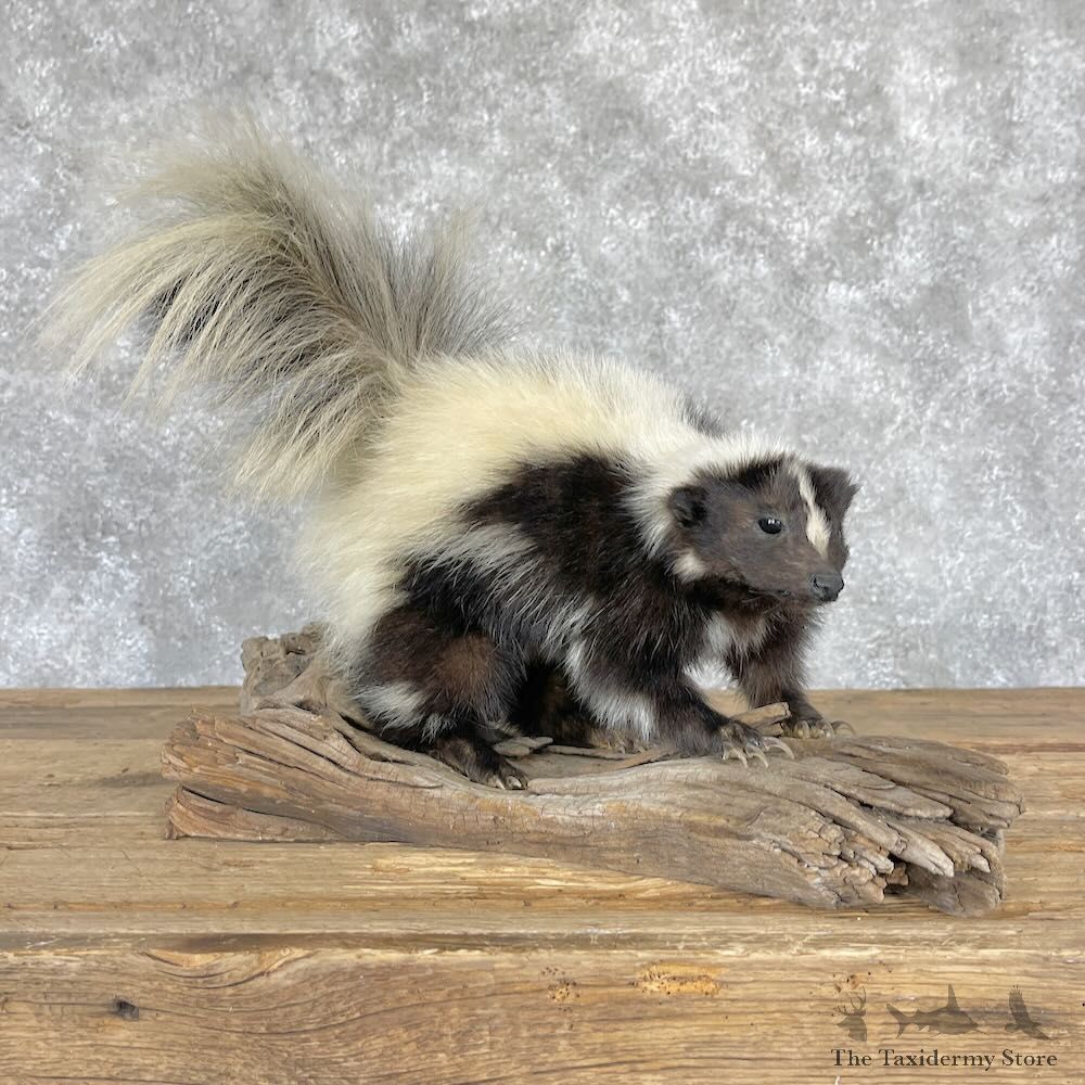 Hooded Skunk Taxidermy Mount For Sale #28229 @ The Taxidermy Store