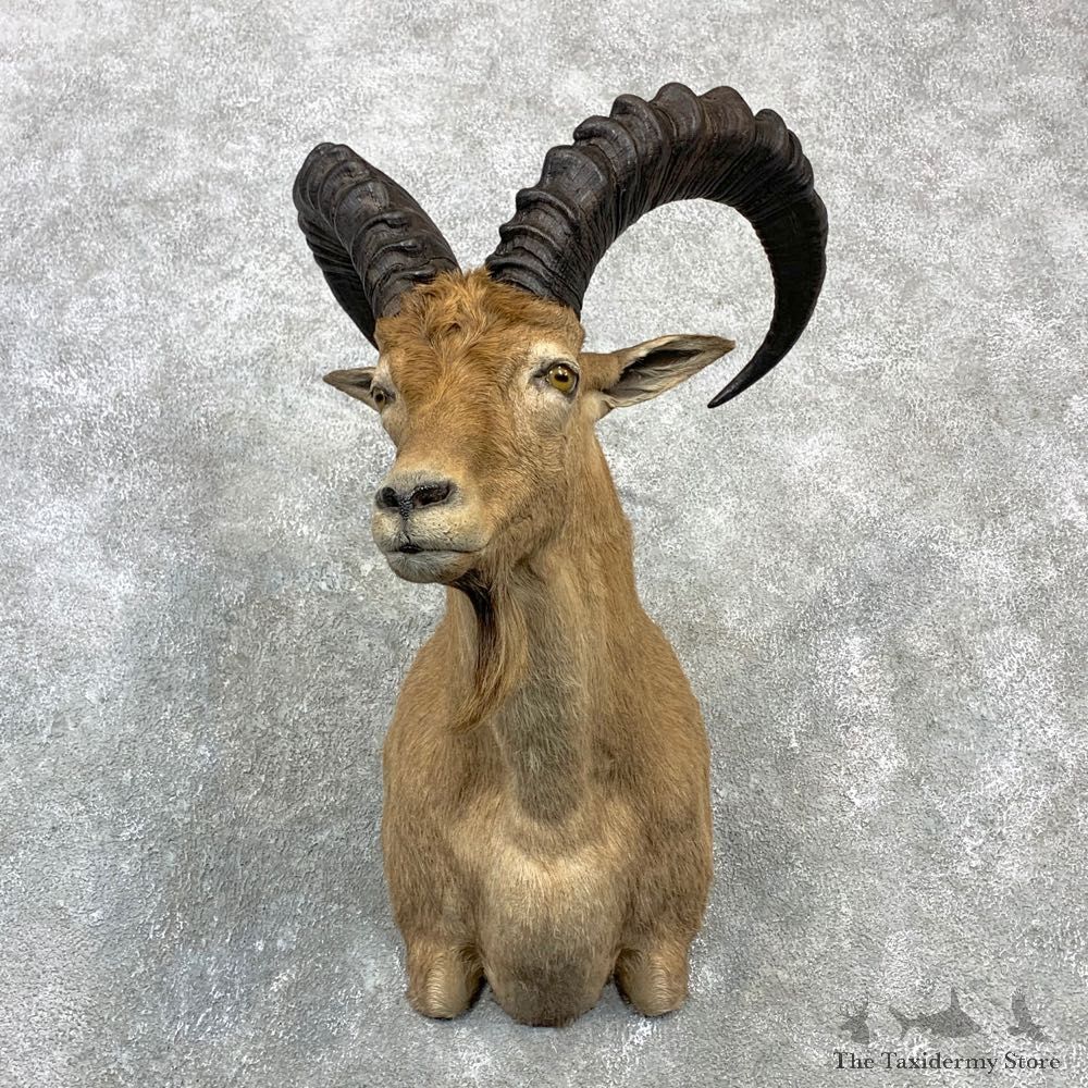 West-Caucasian Tur Taxidermy Shoulder Mount #23079 For Sale @ The Taxidermy Store