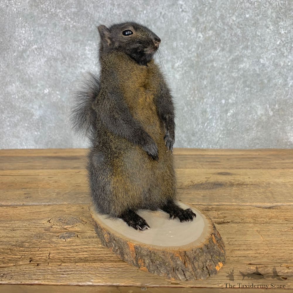 Black Squirrel Life-Size Mount For Sale #23453 @ The Taxidermy Store