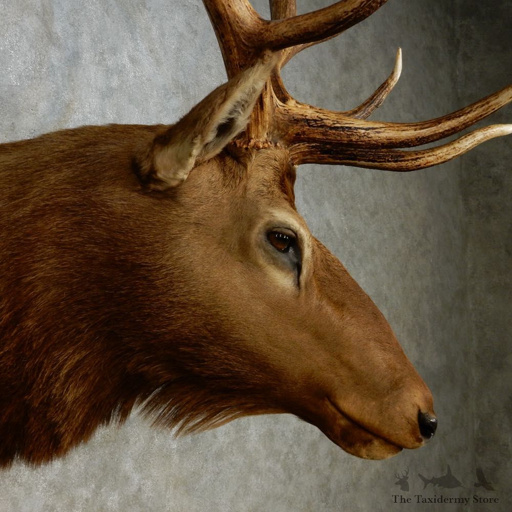 Rocky Mountain Elk Shoulder Mount For Sale #14268 @ The Taxidermy Store