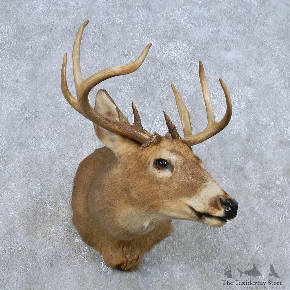Whitetail Deer Shoulder Mount For Sale #14840 @ The Taxidermy Store
