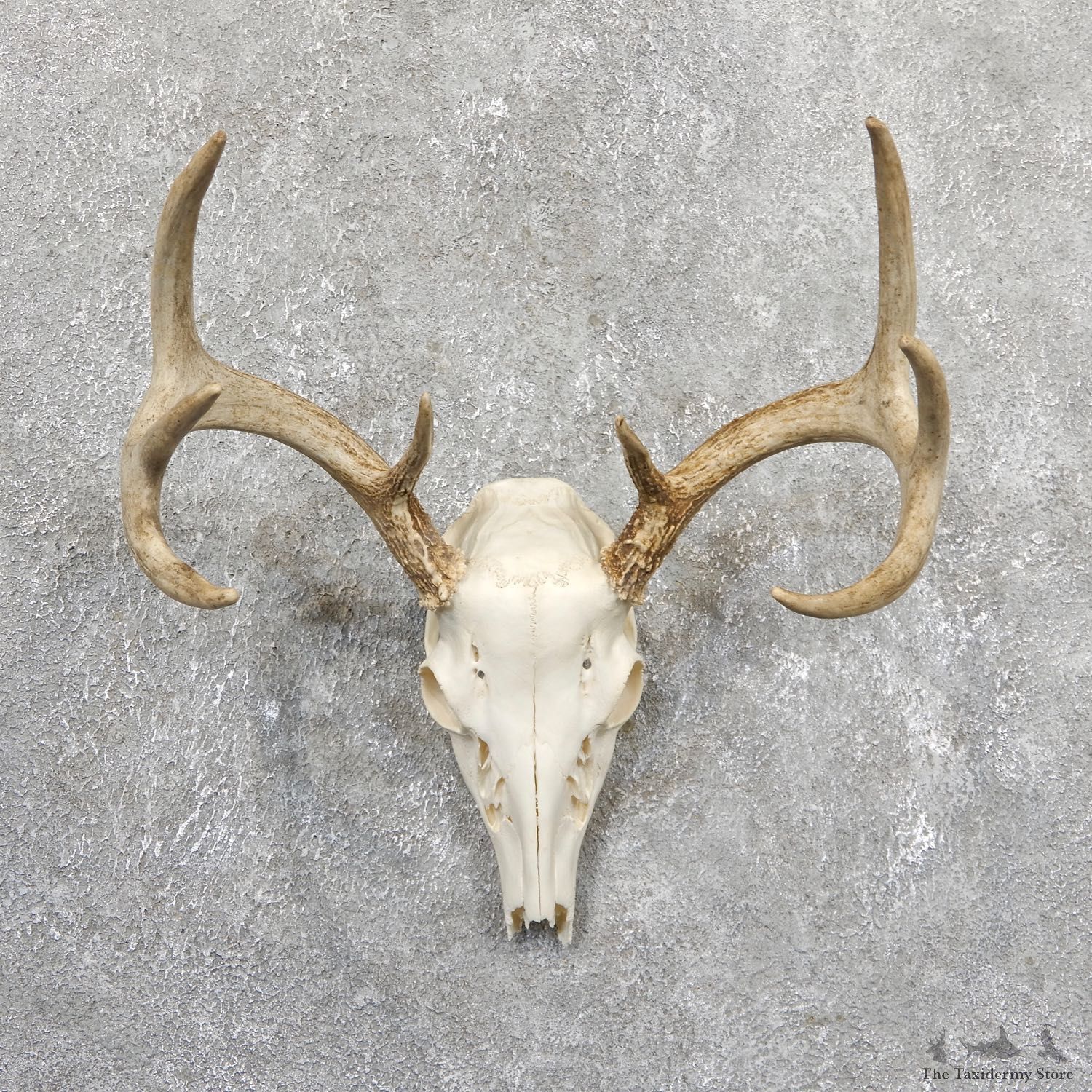 Whitetail Deer Skull European Mount For Sale #19658 @ The Taxidermy Store