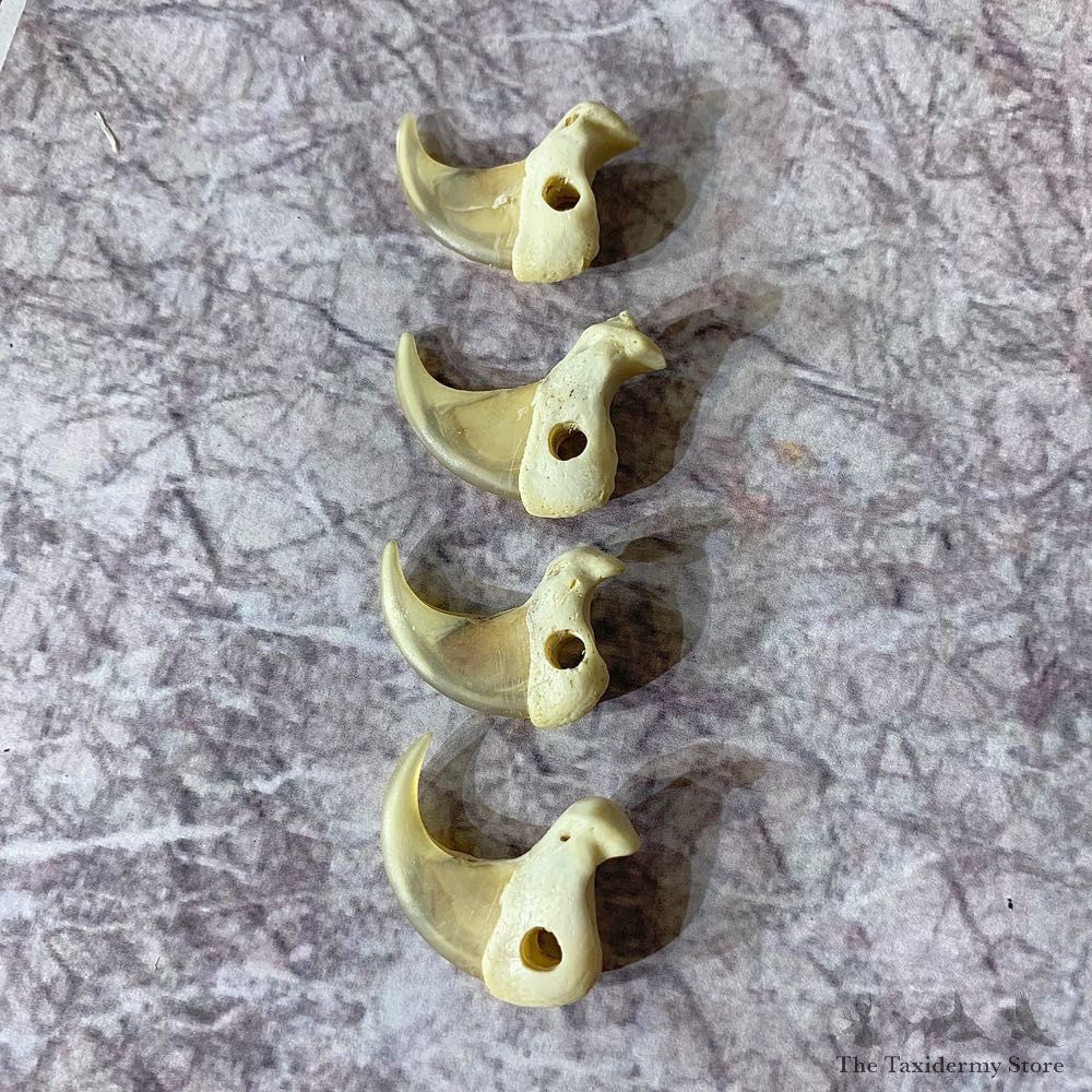Mountain Lion Cougar Taxidermy Authentic Claws #21920 For Sale @ The Taxidermy Store
