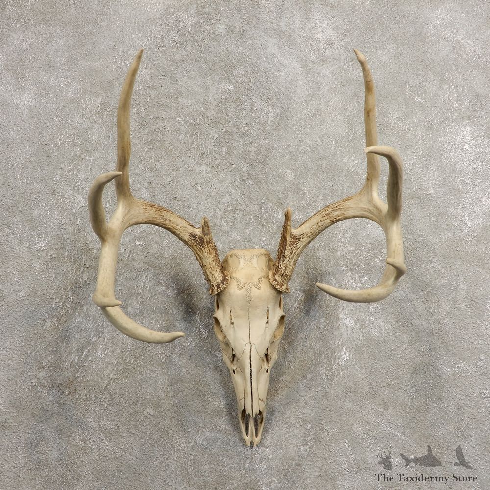 Whitetail Deer Skull European Mount For Sale #20459 @ The Taxidermy Store