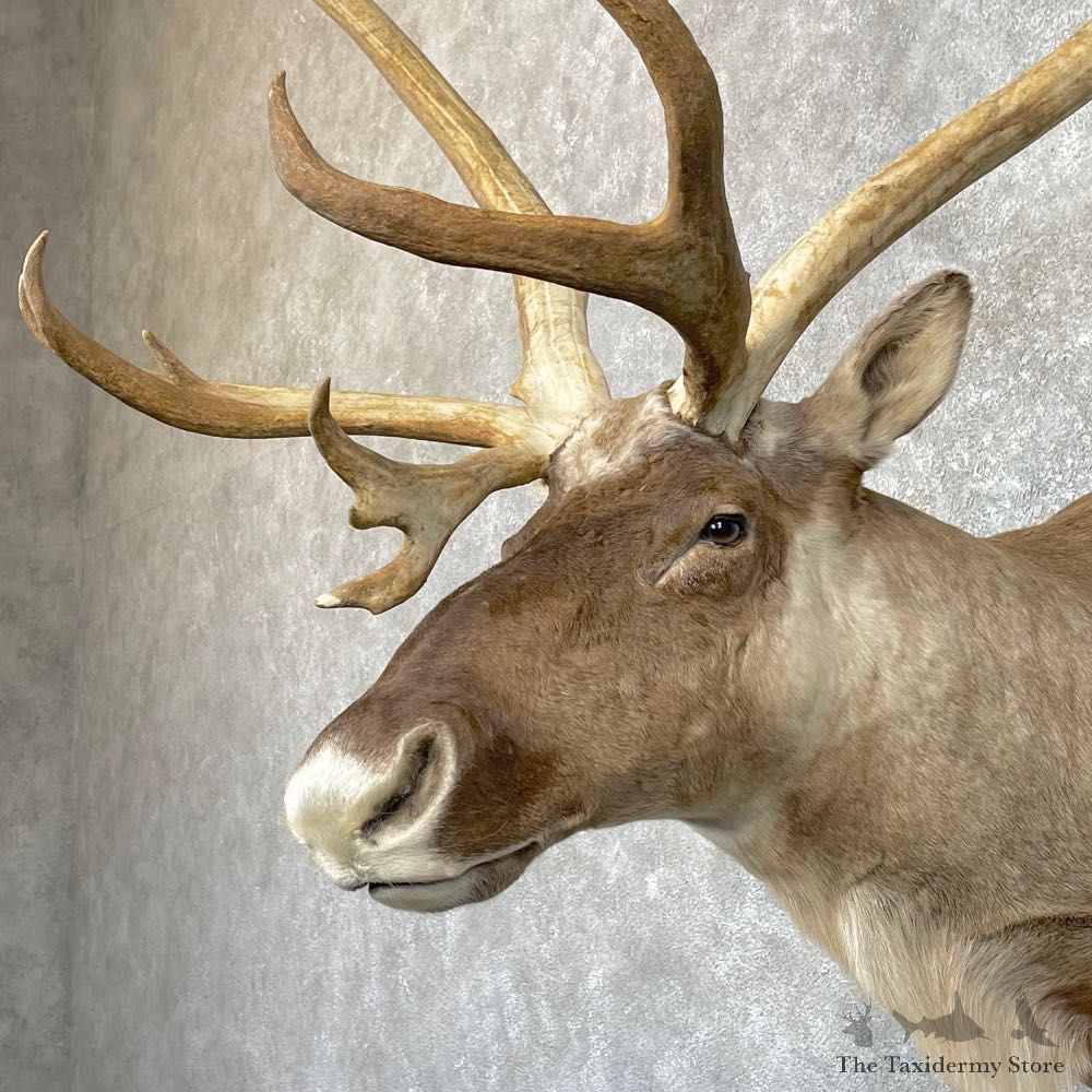 Mountain Caribou Shoulder Mount For Sale #24933 @ The Taxidermy Store