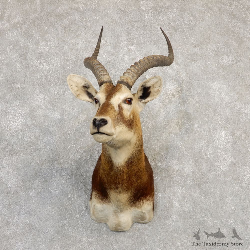 White-Eared Kob Taxidermy Shoulder Mount For Sale #20290 @ The Taxidermy Store