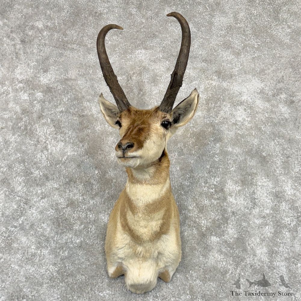 Pronghorn Antelope Shoulder Mount For Sale #30017 @ The Taxidermy Store
