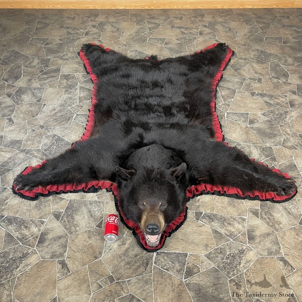 Black Bear Full-Size Rug For Sale #27848 @ The Taxidermy Store