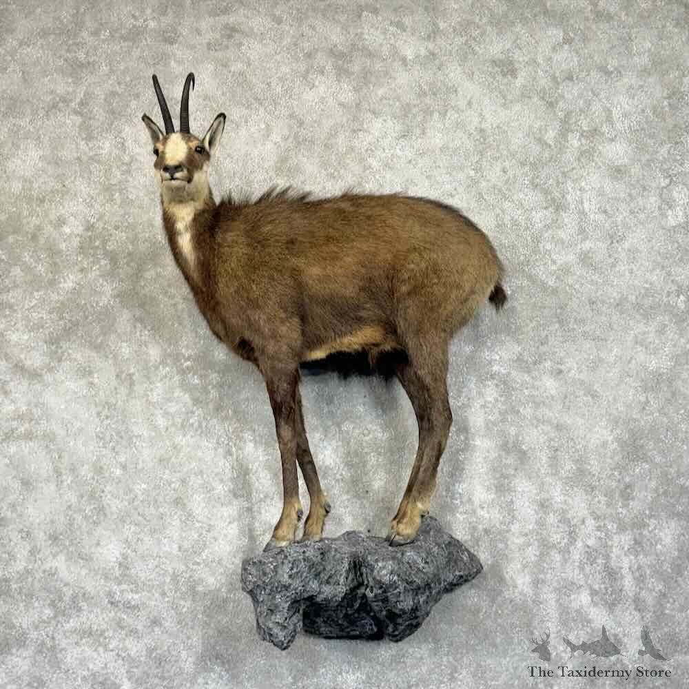Chamois Life-Size Mount For Sale #30671 @ The Taxidermy Store